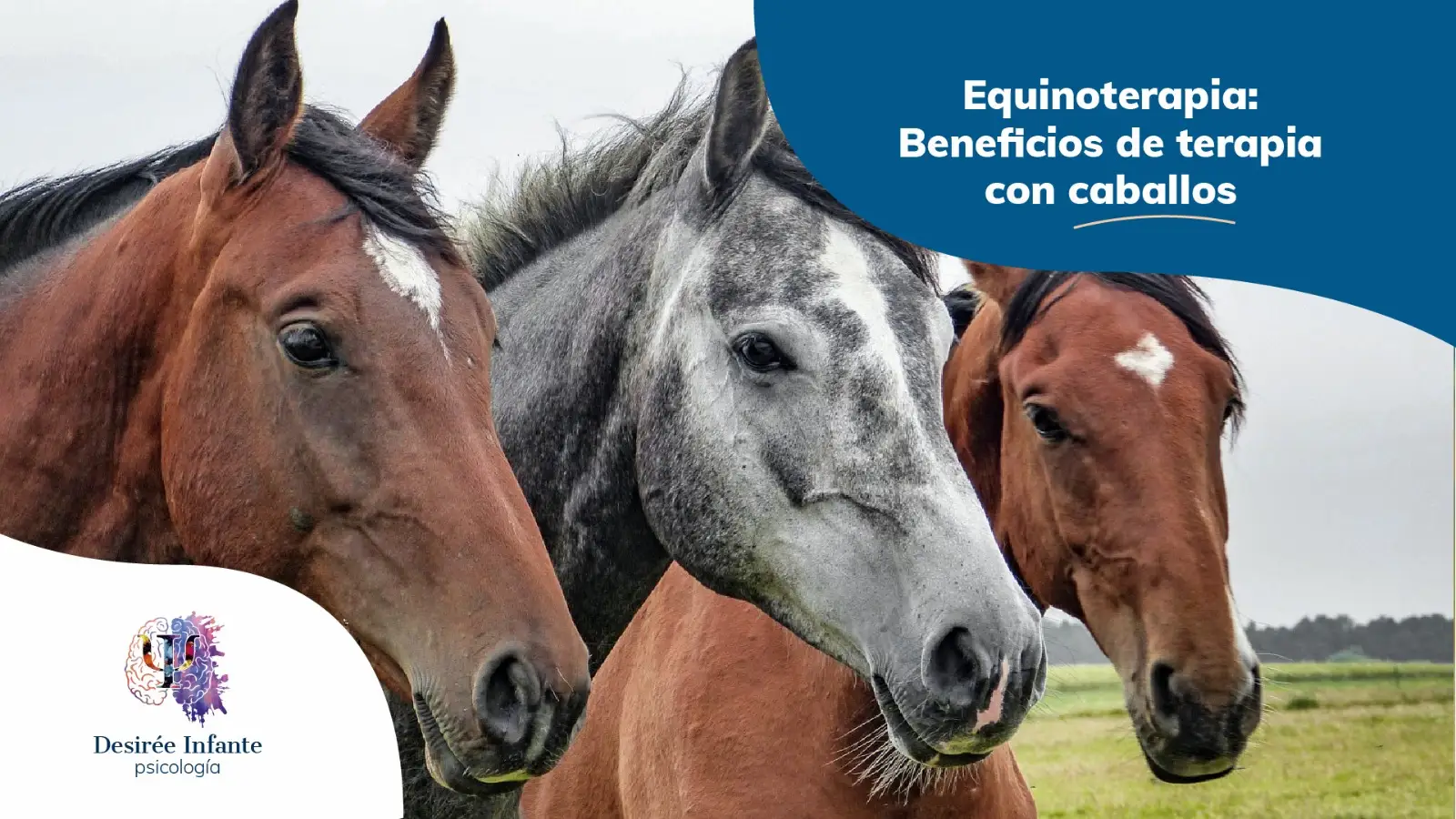 404 equinoterapia: terapias con caballos