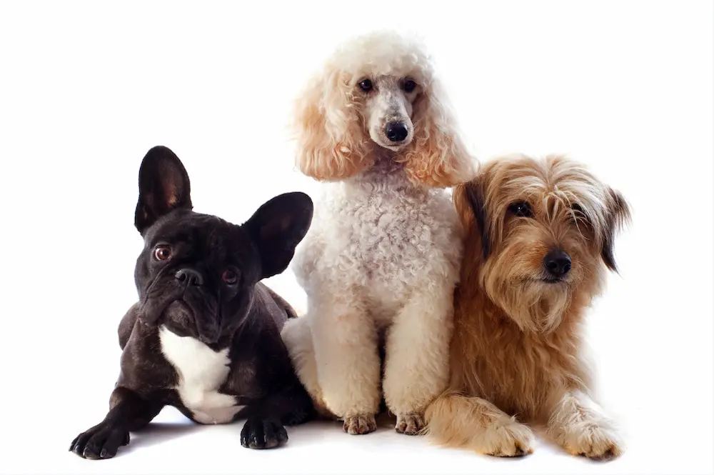 terapia con animales