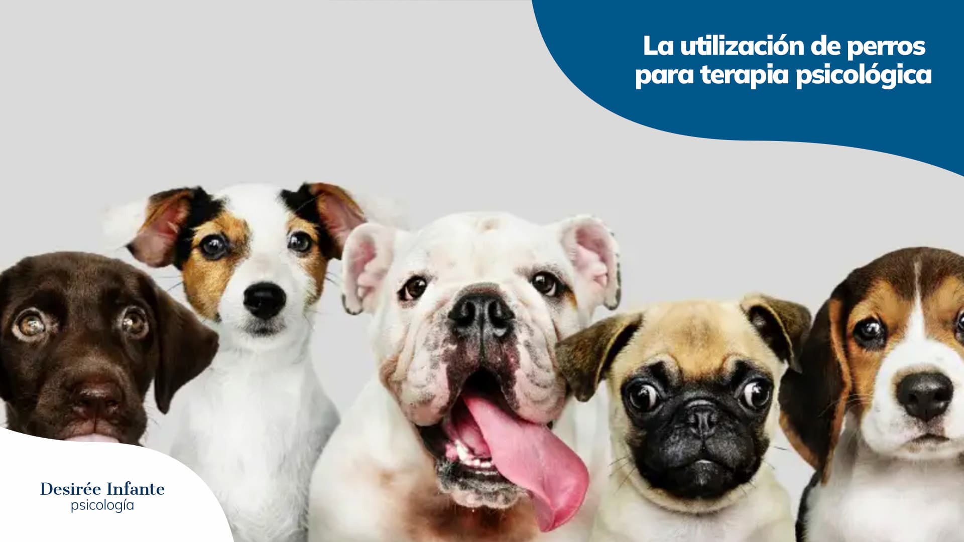 404 La utilización de perros para terapia psicológica